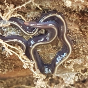 Caenoplana coerulea at Stromlo, ACT - 13 Apr 2021