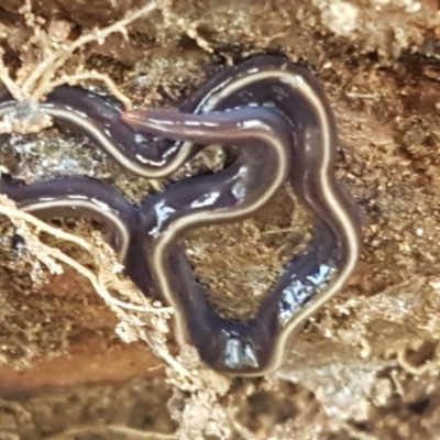 Caenoplana coerulea (Blue Planarian, Blue Garden Flatworm) at Bullen Range - 13 Apr 2021 by tpreston