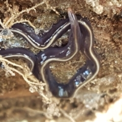 Caenoplana coerulea at Stromlo, ACT - 13 Apr 2021 02:41 PM