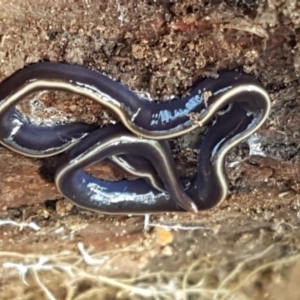 Caenoplana coerulea at Stromlo, ACT - 13 Apr 2021 02:41 PM