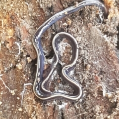 Caenoplana coerulea at Stromlo, ACT - 13 Apr 2021