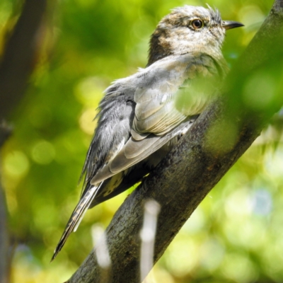 Cacomantis flabelliformis (Fan-tailed Cuckoo) at Acton, ACT - 13 Apr 2021 by HelenCross