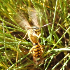 Vespula germanica (German Yellowjacket Wasp (also known as European Wasp)) at Downer, ACT - 13 Apr 2021 by HelenCross
