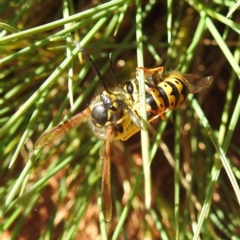 Vespula germanica at Downer, ACT - 13 Apr 2021 04:25 PM