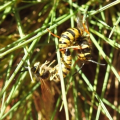 Vespula germanica at Downer, ACT - 13 Apr 2021 04:25 PM