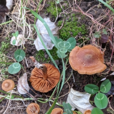 Unverified Cap on a stem; gills below cap [mushrooms or mushroom-like] at Macgregor, ACT - 13 Apr 2021 by mac084