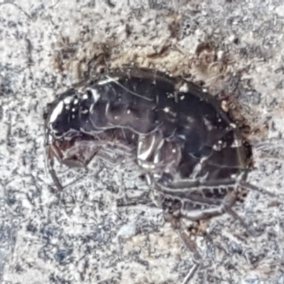 Amphipod (order Amphipoda, family Talitridae) (Lawn shrimp, landhopper) at Stromlo, ACT - 13 Apr 2021 by trevorpreston