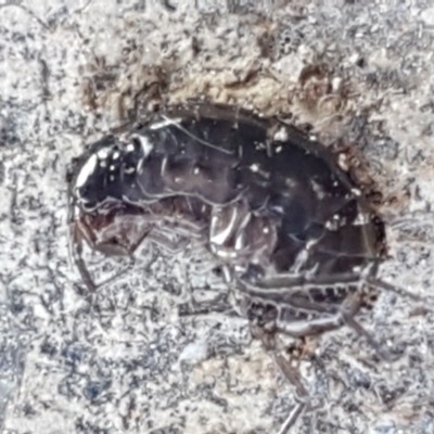 Amphipod (order Amphipoda, family Talitridae) (Lawn shrimp, landhopper) at Bullen Range - 13 Apr 2021 by tpreston