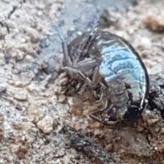 Amphipod (order Amphipoda, family Talitridae) at Stromlo, ACT - 13 Apr 2021 02:46 PM