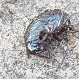 Amphipod (order Amphipoda, family Talitridae) at Stromlo, ACT - 13 Apr 2021 02:46 PM