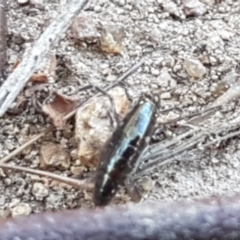 Amphipod (order Amphipoda, family Talitridae) at Stromlo, ACT - 13 Apr 2021 02:46 PM