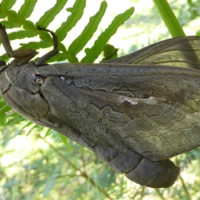 Abantiades (genus) (A Swift or Ghost moth) at Araluen, NSW - 6 Mar 2021 by Dibble