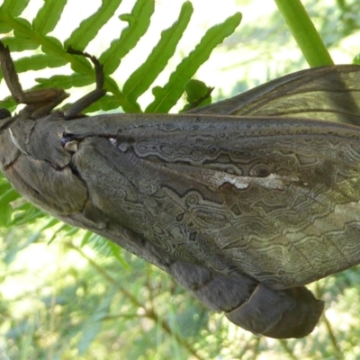 Abantiades (genus) (A Swift or Ghost moth) at Araluen, NSW - 7 Mar 2021 by Dibble