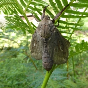 Abantiades (genus) at Araluen, NSW - suppressed