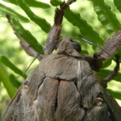 Abantiades (genus) at Araluen, NSW - suppressed