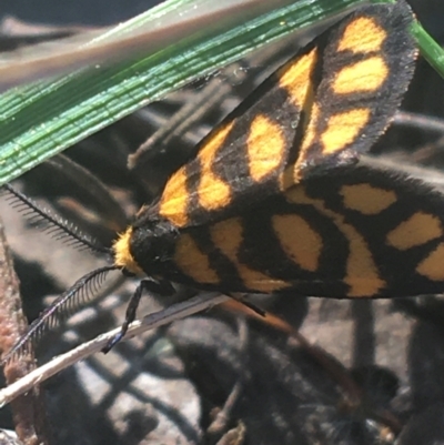 Asura lydia (Lydia Lichen Moth) at O'Connor, ACT - 13 Apr 2021 by Ned_Johnston