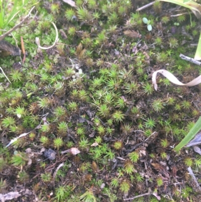 Polytrichaceae sp. (family) (A moss) at O'Connor, ACT - 13 Apr 2021 by NedJohnston