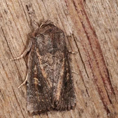 Dasygaster padockina (Tasmanian Cutworm) at Melba, ACT - 7 Apr 2021 by kasiaaus