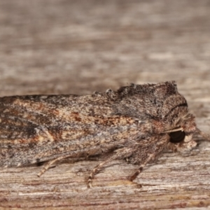 Dasygaster padockina at Melba, ACT - 7 Apr 2021