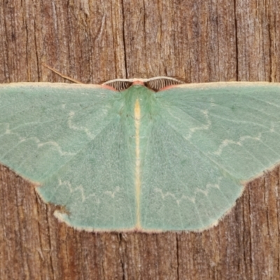 Chlorocoma dichloraria (Guenee's or Double-fringed Emerald) at Melba, ACT - 7 Apr 2021 by kasiaaus