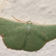 Prasinocyma semicrocea (Common Gum Emerald moth) at Melba, ACT - 8 Apr 2021 by kasiaaus