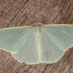 Chlorocoma assimilis (Golden-fringed Emerald Moth) at Melba, ACT - 8 Apr 2021 by kasiaaus