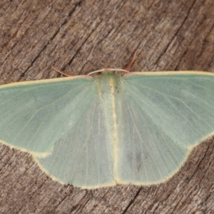 Chlorocoma assimilis at Melba, ACT - 8 Apr 2021