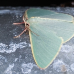 Chlorocoma assimilis at Melba, ACT - 8 Apr 2021 09:27 PM