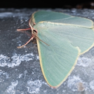 Chlorocoma assimilis at Melba, ACT - 8 Apr 2021