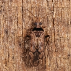 Miridae (family) (Unidentified plant bug) at Melba, ACT - 8 Apr 2021 by kasiaaus