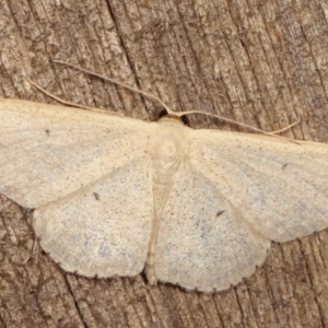 Scopula optivata at Melba, ACT - 8 Apr 2021