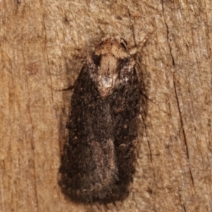 Proteuxoa provisional species 2 at Melba, ACT - 8 Apr 2021 09:23 PM