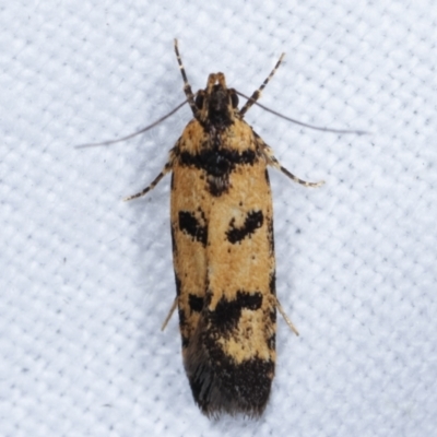 Ardozyga thermochroa (A Gelechioid moth) at Melba, ACT - 8 Apr 2021 by kasiaaus
