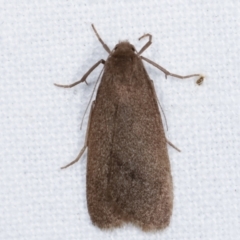 Threnosia myochroa (A moth) at Melba, ACT - 8 Apr 2021 by kasiaaus