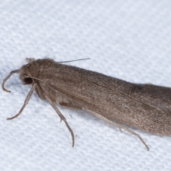 Threnosia myochroa at Melba, ACT - 8 Apr 2021