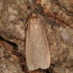 Threnosia myochroa (A moth) at Melba, ACT - 8 Apr 2021 by kasiaaus