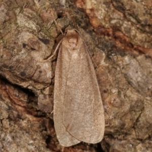 Threnosia myochroa at Melba, ACT - 8 Apr 2021