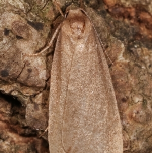 Threnosia myochroa at Melba, ACT - 8 Apr 2021