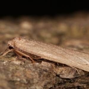 Threnosia myochroa at Melba, ACT - 8 Apr 2021