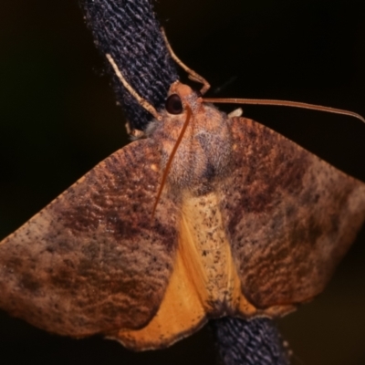 Mnesampela privata (Autumn Gum Moth) at Melba, ACT - 8 Apr 2021 by kasiaaus