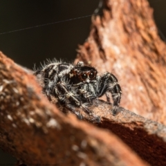 Sandalodes superbus at Forde, ACT - 13 Apr 2021