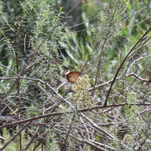 Danaus petilia at O'Connor, ACT - 13 Feb 2021