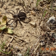 Tasmanicosa sp. (genus) (Tasmanicosa wolf spider) at Coree, ACT - 13 Apr 2021 by GirtsO