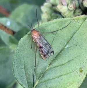 Mycetophilidae (family) at Murrumbateman, NSW - 13 Apr 2021