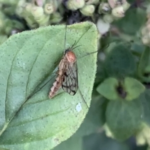 Mycetophilidae (family) at Murrumbateman, NSW - 13 Apr 2021