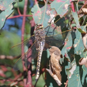 Anax papuensis at Acton, ACT - 28 Mar 2021