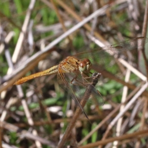 Diplacodes haematodes at O'Connor, ACT - 28 Mar 2021