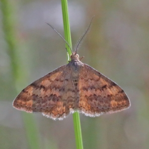 Scopula rubraria at O'Connor, ACT - 28 Mar 2021 10:38 AM