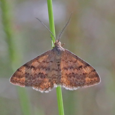 Scopula rubraria (Reddish Wave, Plantain Moth) at O'Connor, ACT - 27 Mar 2021 by ConBoekel