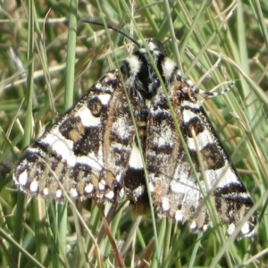 Apina callisto at Fadden, ACT - 11 Apr 2021